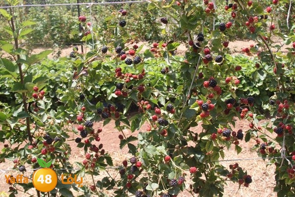 bayareq re7la shamal 0612 (93).JPG